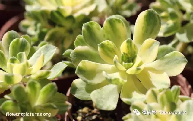 敲警钟安全行,室内喷杀虫剂对多肉有影响吗