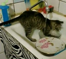 你够了，舔了半天还没舔完（GIF多图）