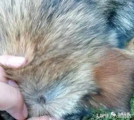 狗狗为啥体外老有吸血的虫子,狗狗不断的挠主人