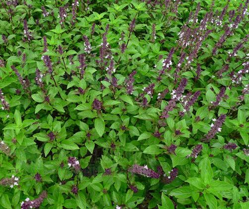 有哪些花卉可以驱蚊无毒,4种好看又好养的驱蚊花