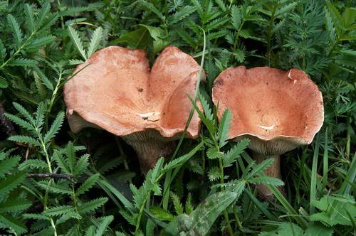 山西省忻州市五寨县特色传统美食,山西忻州五寨美食