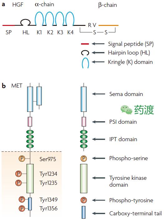靶向抗肿瘤药物cdk,靶向抗肿瘤药物图片