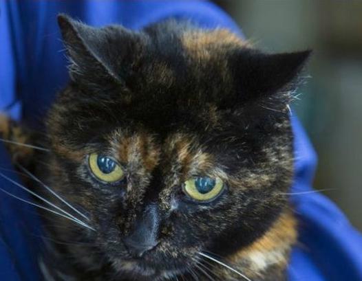 存在了上亿年不死的生物,全世界最可怕的十种不死生物