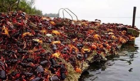 如何防止入侵生物,生物入侵的解决办法