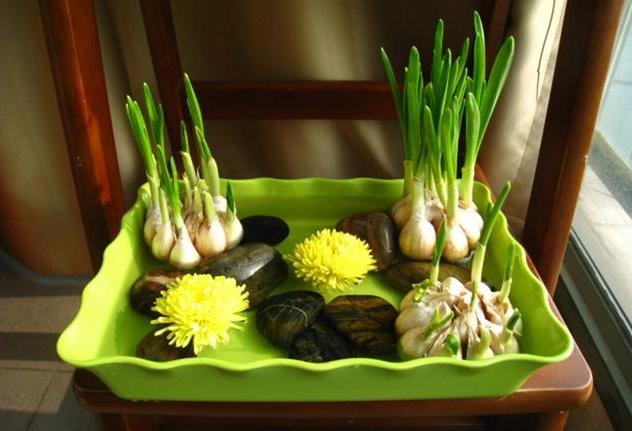 蔬菜放久了怎么养成盆栽,什么蔬菜可以在水里长成盆栽