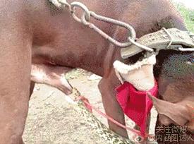 这年头不会脸刹的狗狗肯定不是一条好狗