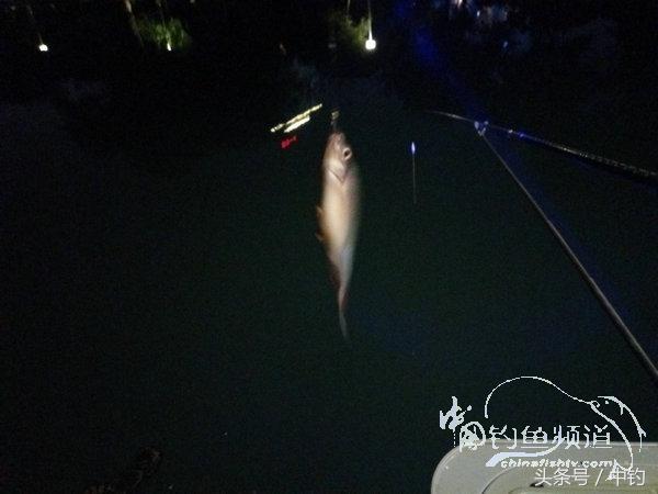 野钓日记第17期,野钓日记19天