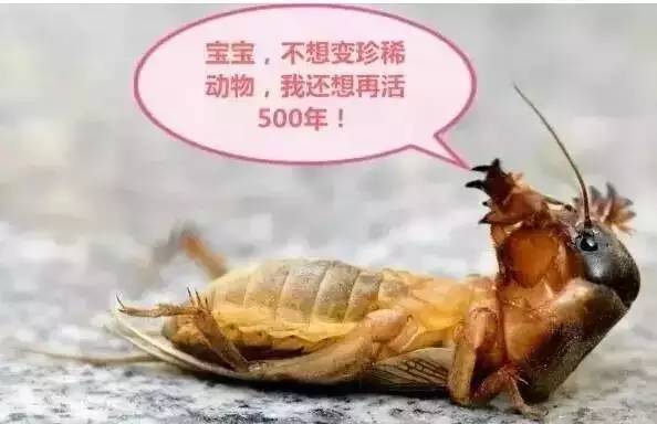 虫子卖到百元一斤,农村常见的虫子现在卖3000元一斤