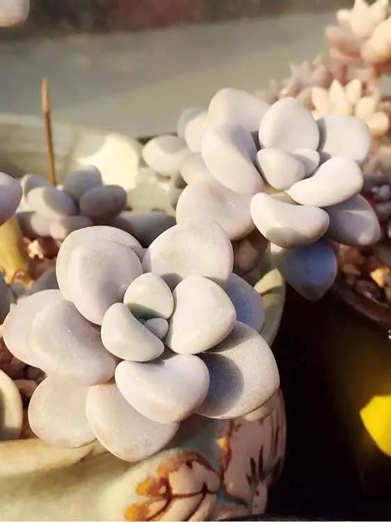 入坑仅1年，他的肉肉竟然全都大变样？！这真的是同一颗肉肉吗？