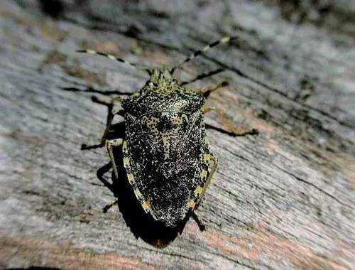 「UpToDate」春夏之交，这些臭虫蜱虫螨虫隐翅虫……又出来咬人了