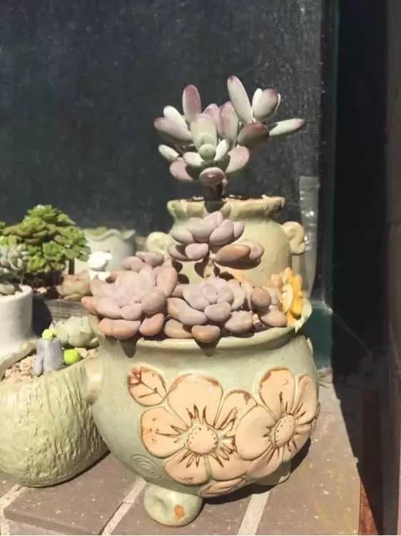 入坑仅1年，他的肉肉竟然全都大变样？！这真的是同一颗肉肉吗？