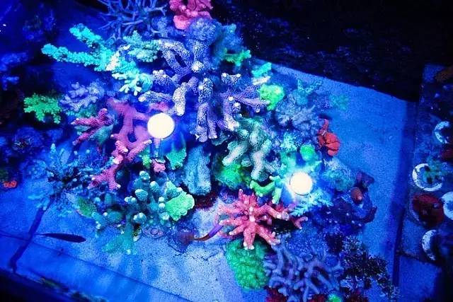 红树海缸,适合海缸的红树品种