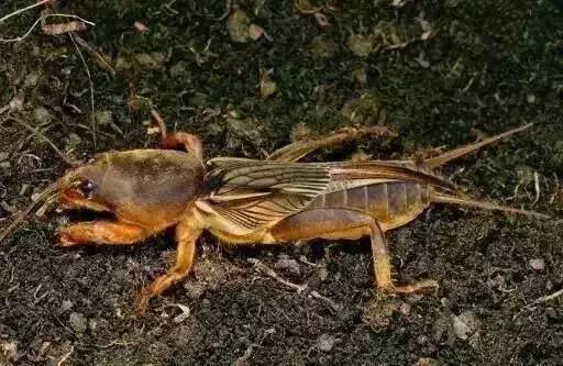 虫子卖到百元一斤,农村常见的虫子现在卖3000元一斤