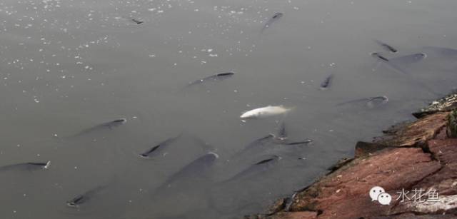 引起缺氧常见的原因,缺氧浮头的处理方法