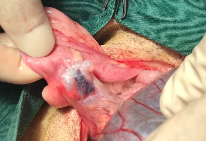 老年犬肿瘤手术现场你知道狗狗患癌症的十大症状吗？