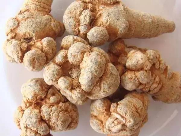 中药三七每天可以吃多少 (每日学一味草药之三七)