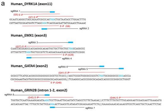 又3个课题组表示NgAgo无法重复,Nature子刊对韩春雨论文重复性担忧