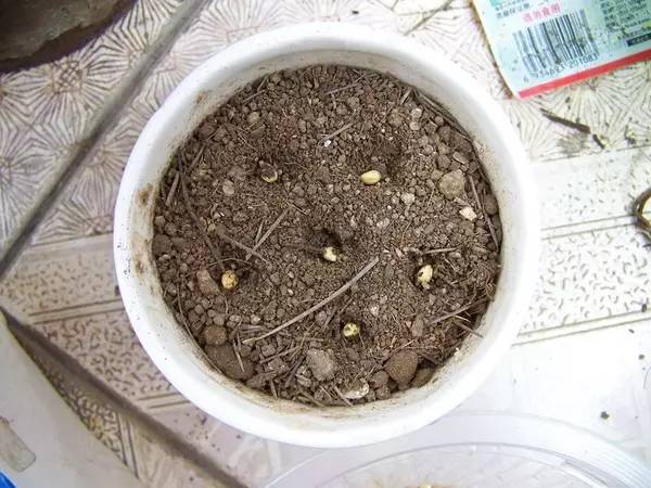 烟台吃小樱桃的地方,山东烟台绝对是吃樱桃的好地方