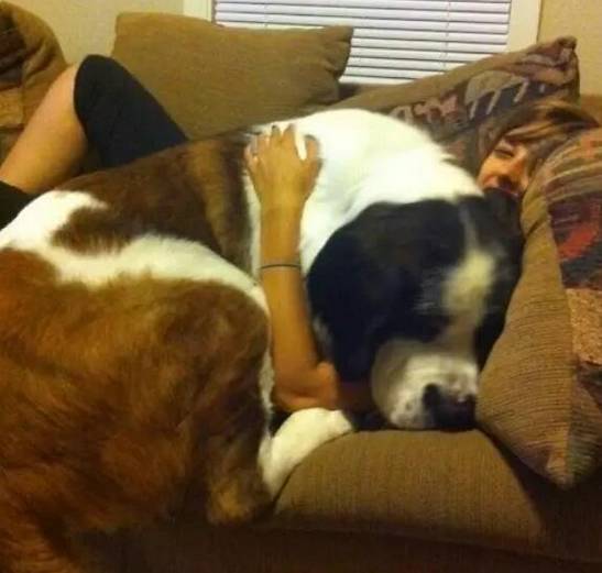 老年犬肿瘤手术现场你知道狗狗患癌症的十大症状吗？