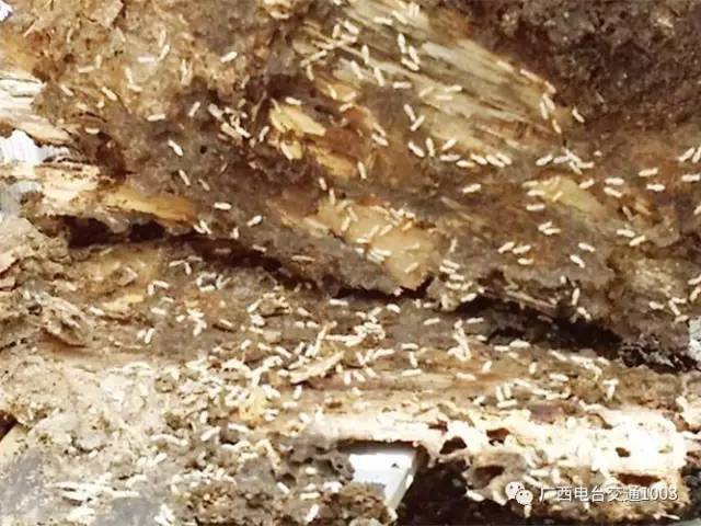 南宁市虫害防治,南宁园林白蚁防治方法