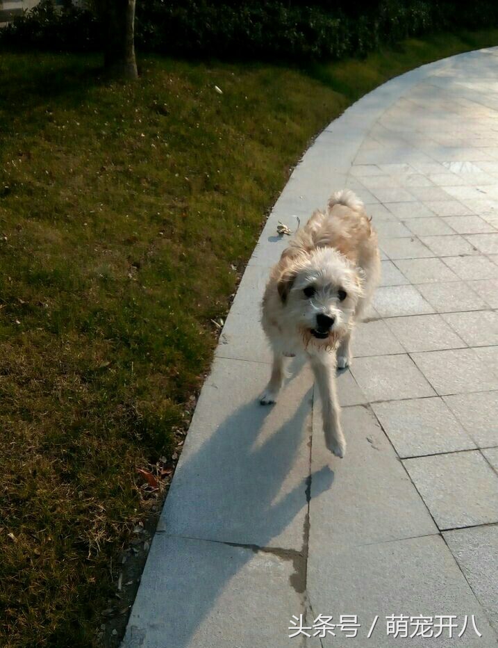 狗狗不小心从楼上掉下来吓坏主人，还好狗狗命大毫发无伤！