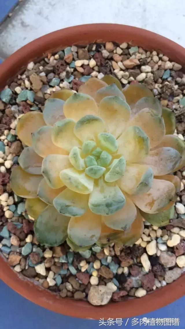 室内种多肉怎么防止腐黑,多肉防止腐黑药