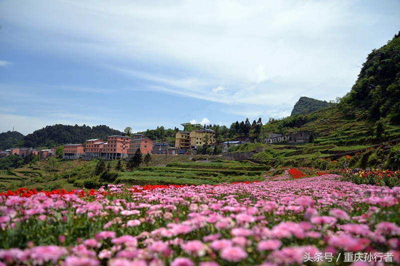綦江花坝:以花为媒村民吃上旅游饭