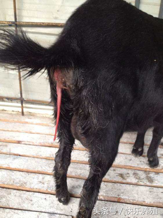 母羊胎衣不下还能继续生产吗,母羊胎衣不下怎么办