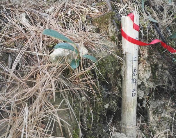 用我的经验告诉你，如何登顶苍山