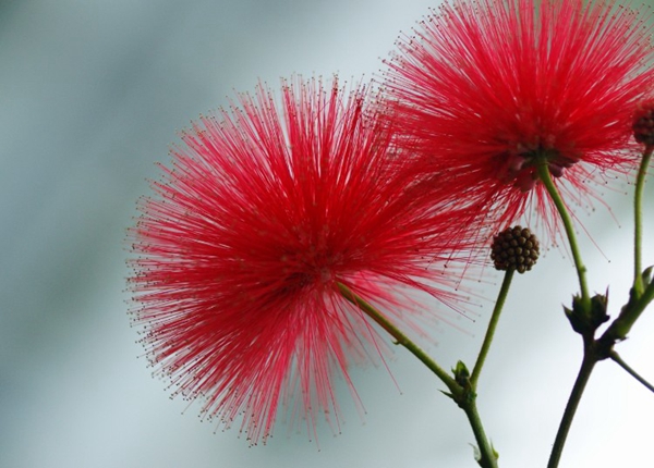 每日花语最新,每日花语火鹤花