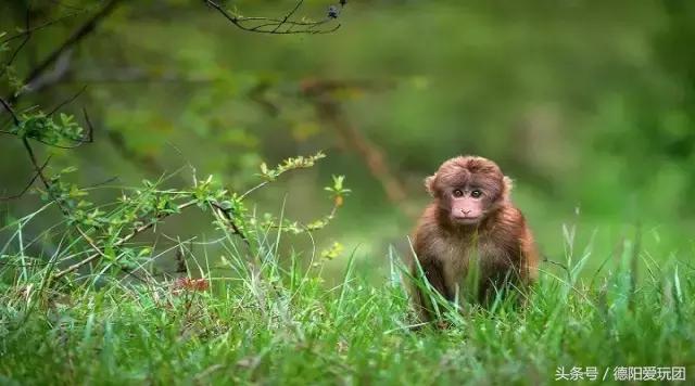 德阳周边游:端午3天我们走“喇叭河”怎么样?最强攻略来袭