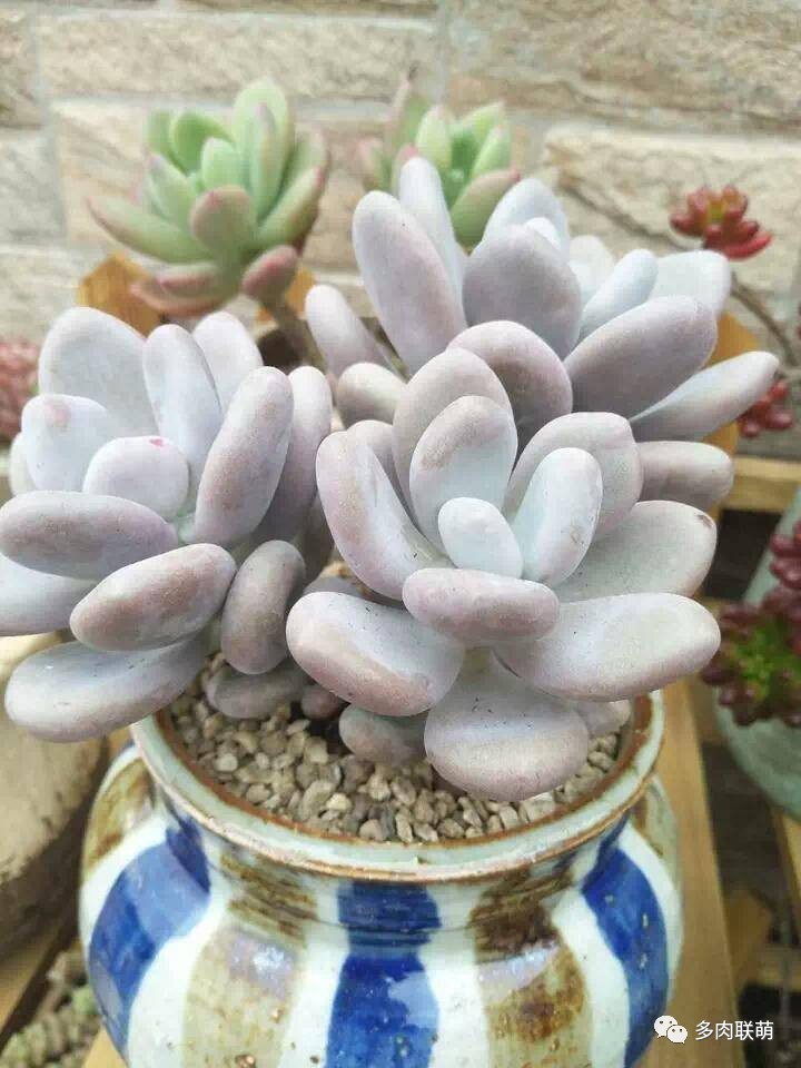 韩系美人多肉,稀有的美人系多肉