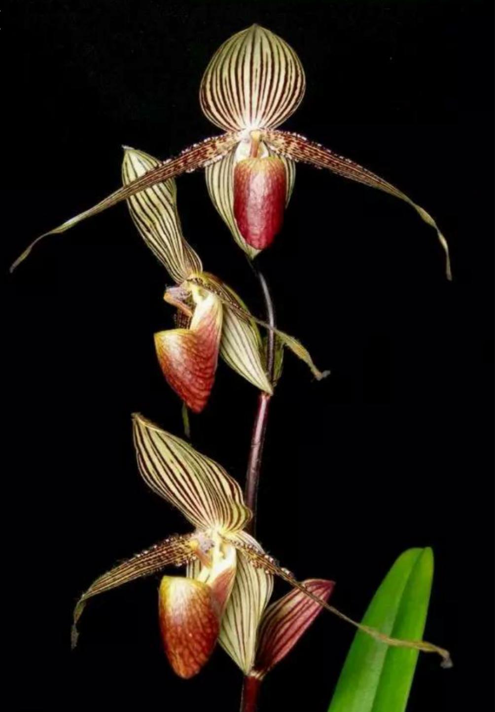 世界上最贵的花是什么,史上最贵的十种花和价格