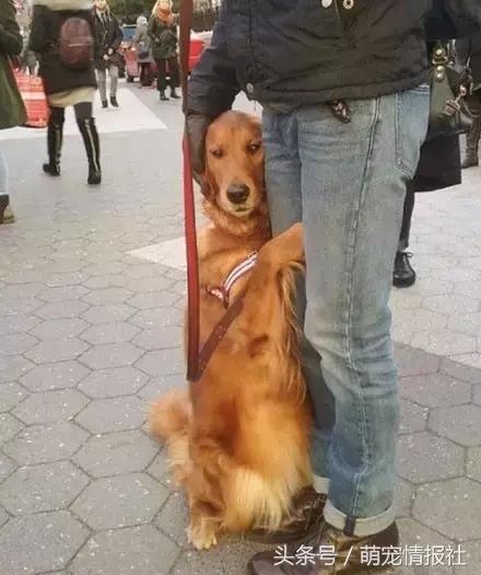 两个月金毛为什么喜欢抱大腿,为什么金毛总是抱大腿