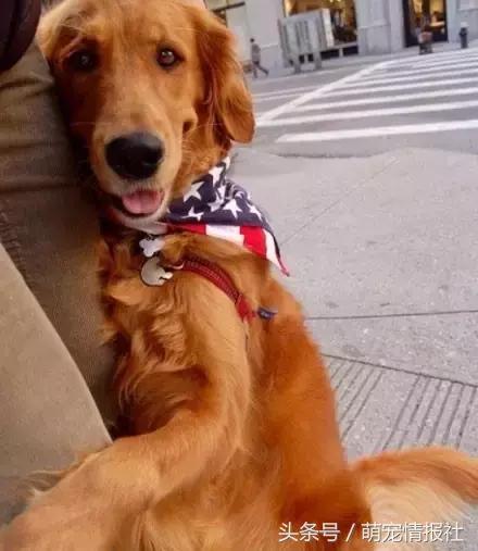 两个月金毛为什么喜欢抱大腿,为什么金毛总是抱大腿