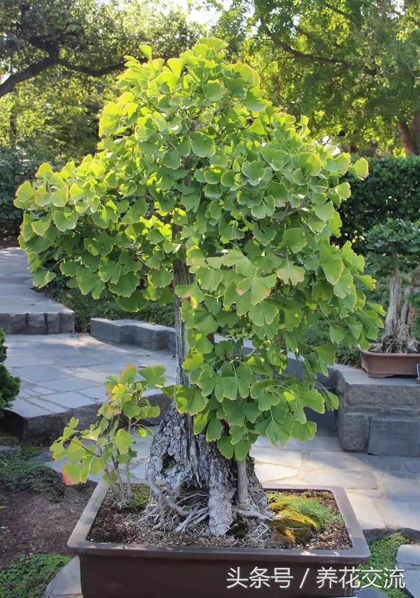 石榴盆景整形修剪时间,赤楠盆景整形修剪方法图解