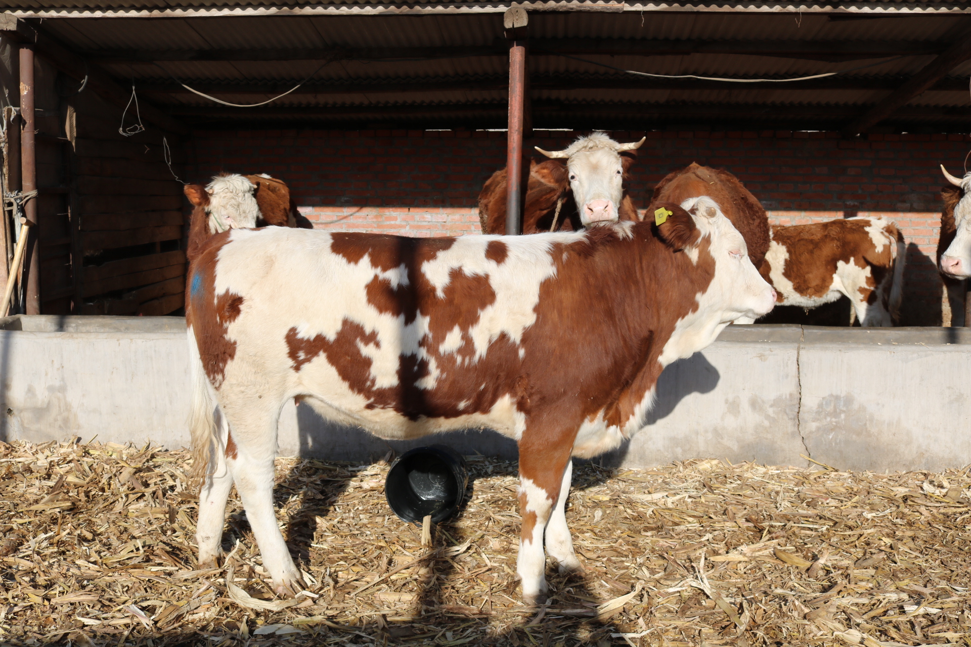 羊口蹄疫的病症图片,牛口蹄疫症状及治疗方法