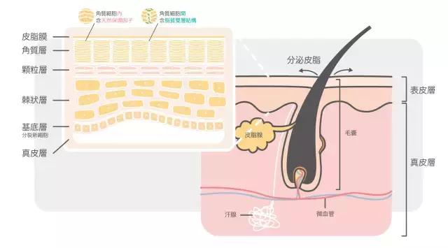 长期不卸妆会怎么样,不卸妆的危害有多大