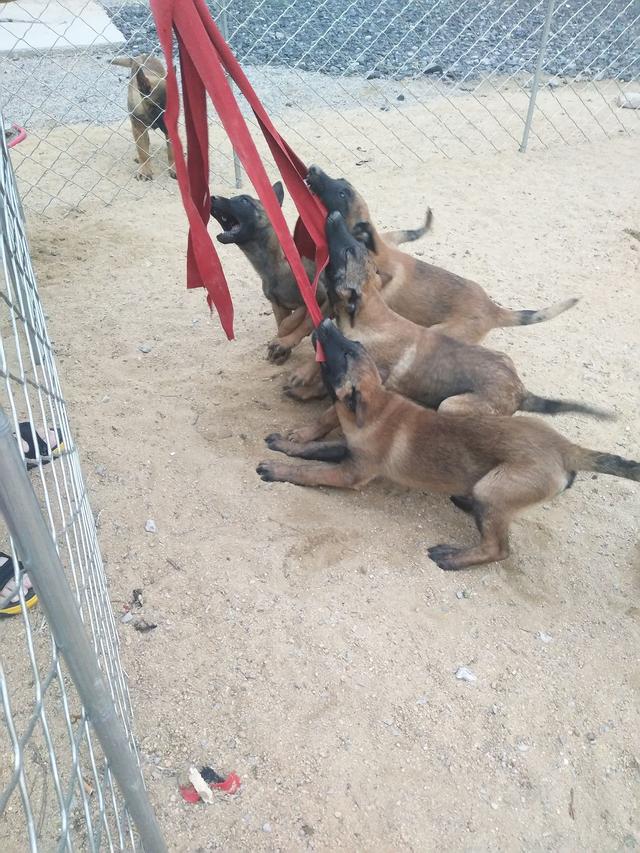 什么样的马犬才是军犬,大耳朵马犬和小耳朵马犬啥血统