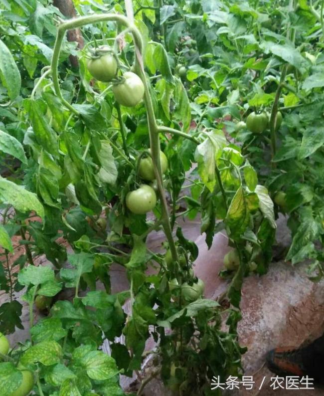 青菜软腐病用什么药,青菜软腐病防治方法