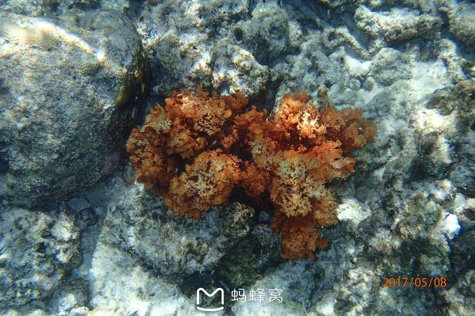 蜜月胜地之马尔代夫,马尔代夫水下餐厅芙拉瓦丽