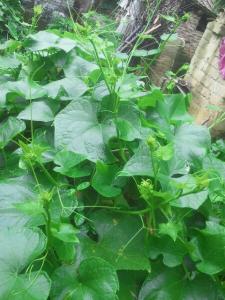 这才是真正的纯天然无公害蔬菜,一起来种菜纯天然绿色蔬菜