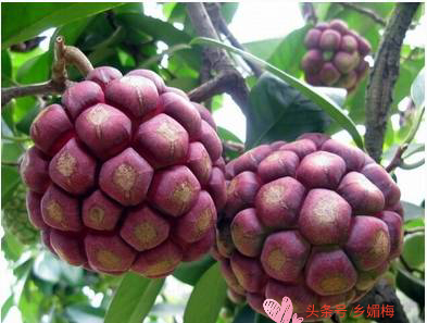 鍚冧簡鎭堕瓟鏋滃疄涓哄暐涓嶈兘娓告吵,鎭堕瓟鏋滃疄涓嶈兘娓告吵