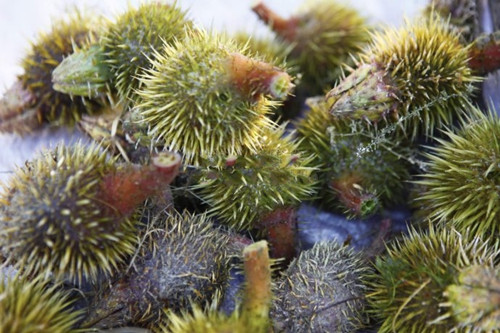 长在河里的板栗,长在水里的一种坚果