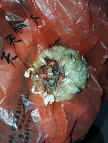 仓鼠被妹妹弄死了,女生养的仓鼠被咬死了