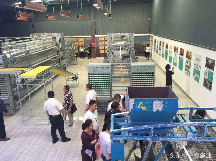 田瑞，温柔了养鸡岁月，雕刻了奋斗时光