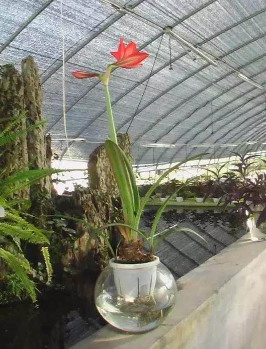 姘村煿鐜夋爲妞嶇墿,鐩嗘牻鐨勯搧鏍戝彲浠ユ按鍩瑰悧