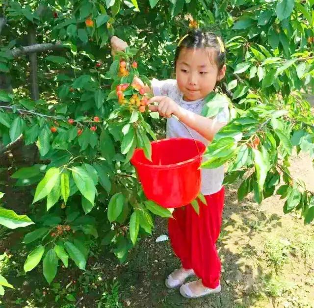 北京已开园的樱桃园,2024樱桃园开放时间