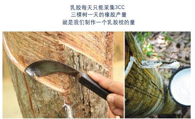 上海旅游买的乳胶枕头,海南旅游买的乳胶枕头是灰色的