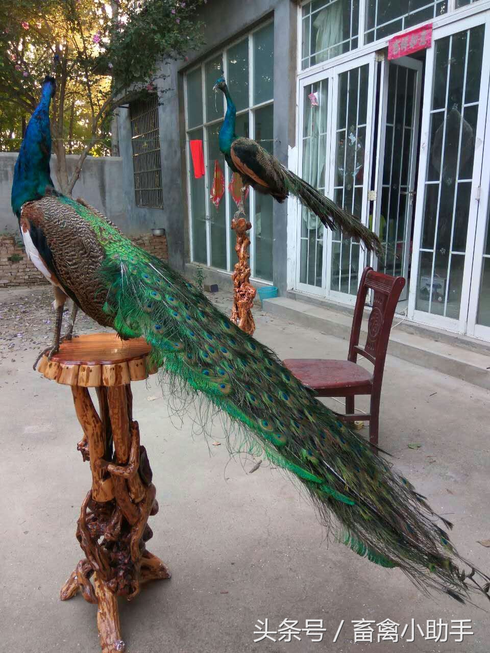 养鸡三年赚钱吗,养鸡赚钱不再愁